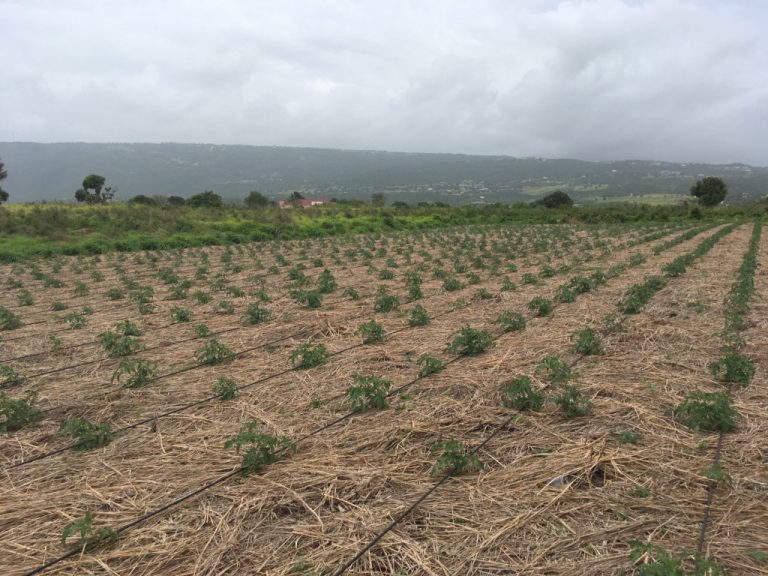 Expansion of the Pedro Plains irrigation system (Jamaica) Société du