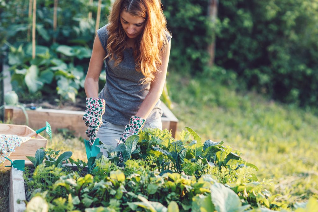 Jardinage - potager