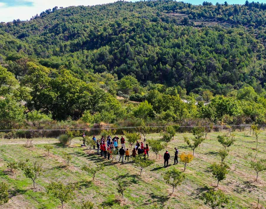 Parcelle de pêchers équipée d’outils de pilotage de l’irrigation, La Thomassine, vergers et jardins conservatoires – Crédit photo SCP
